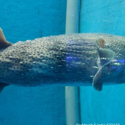 Walkaholic Devils 😈 DODDAIAH . E ಬೆಂಗಳೂರು post image