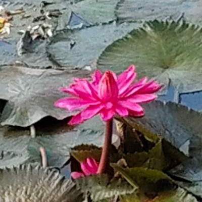 Pacer infuencers DODDAIAH . E ಬೆಂಗಳೂರು post image