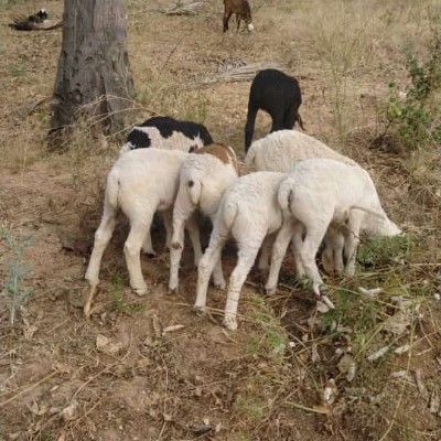 ЕКАТЕРИНБУРГ  FOREVER DODDAIAH . E ಬೆಂಗಳೂರು post image