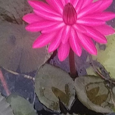 Гуляющий ветер 🍃☘️ DODDAIAH . E ಬೆಂಗಳೂರು post image