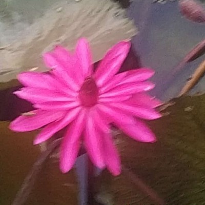 Гуляющий ветер 🍃☘️ DODDAIAH . E ಬೆಂಗಳೂರು post image