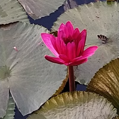 Let’s go for a walk DODDAIAH . E ಬೆಂಗಳೂರು post image