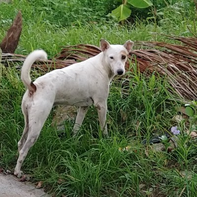 Let’s go for a walk DODDAIAH . E ಬೆಂಗಳೂರು post image