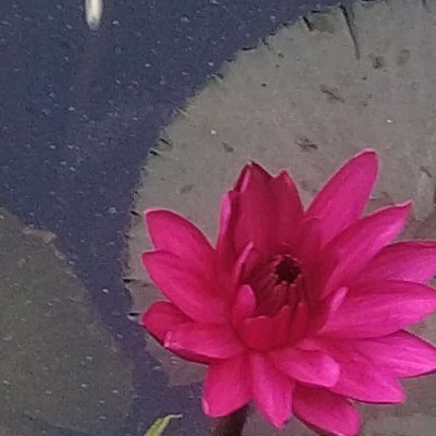 Гуляющий ветер 🍃☘️ DODDAIAH . E ಬೆಂಗಳೂರು post image