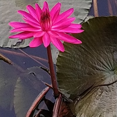 Let’s go for a walk DODDAIAH . E ಬೆಂಗಳೂರು post image