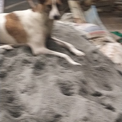 Step Slay Squad 10k Slay DODDAIAH . E ಬೆಂಗಳೂರು post image