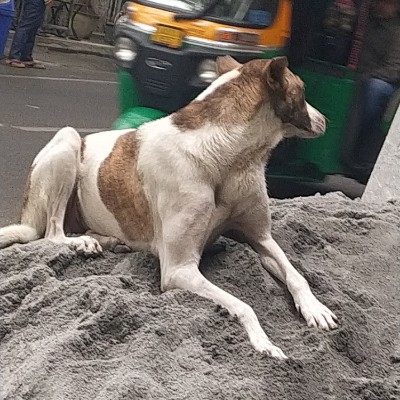 Step Slay Squad 10k Slay DODDAIAH . E ಬೆಂಗಳೂರು post image