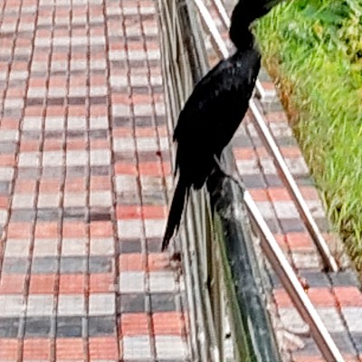 Bei Sonnenschein kann jeder! DODDAIAH . E ಬೆಂಗಳೂರು post image