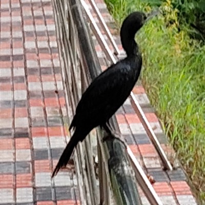 Bei Sonnenschein kann jeder! DODDAIAH . E ಬೆಂಗಳೂರು post image