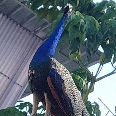 Bei Sonnenschein kann jeder! DODDAIAH . E ಬೆಂಗಳೂರು post image