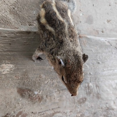 KERALA Buddy'$marchingfeetz DODDAIAH . E ಬೆಂಗಳೂರು post image