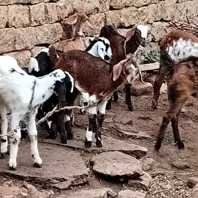 The unstoppable steps warriors DODDAIAH . E ಬೆಂಗಳೂರು post image