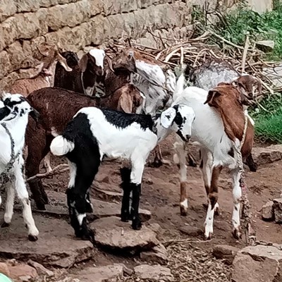 The unstoppable steps warriors DODDAIAH . E ಬೆಂಗಳೂರು post image