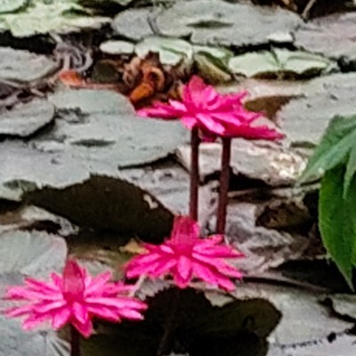 உலகத் தமிழ் நடையாளர்கள் DODDAIAH . E ಬೆಂಗಳೂರು post image