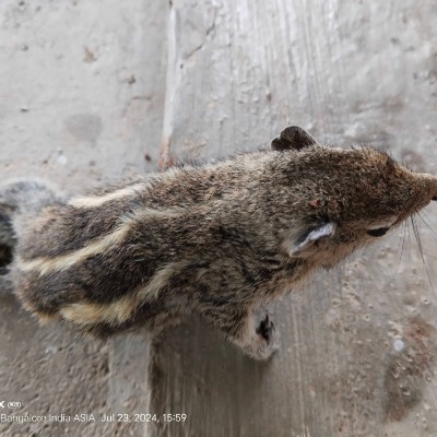 KERALA Buddy'$marchingfeetz DODDAIAH . E ಬೆಂಗಳೂರು post image