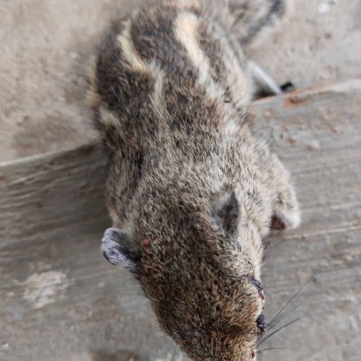 KERALA Buddy'$marchingfeetz DODDAIAH . E ಬೆಂಗಳೂರು post image