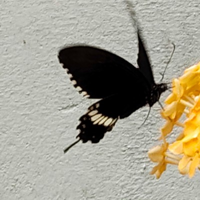 Тимон и Пумба DODDAIAH . E ಬೆಂಗಳೂರು post image