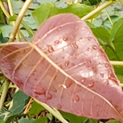 🚶🏻‍♀️Amici di Valeria🚶🏻‍♂️ DODDAIAH . E ಬೆಂಗಳೂರು post image