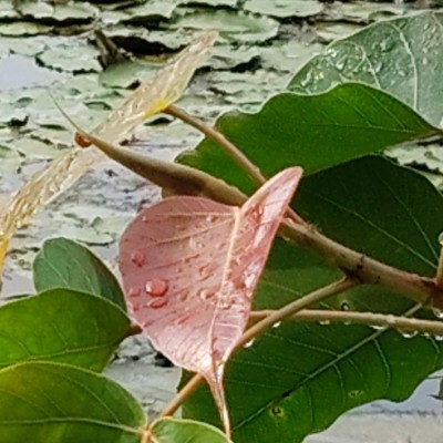 🚶🏻‍♀️Amici di Valeria🚶🏻‍♂️ DODDAIAH . E ಬೆಂಗಳೂರು post image