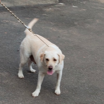 un pas devant l’autre DODDAIAH . E ಬೆಂಗಳೂರು post image