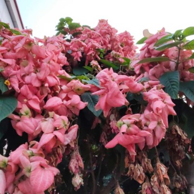 Will2bWell Walking Community🏃🏃 DODDAIAH . E ಬೆಂಗಳೂರು post image