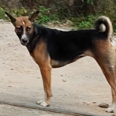 Ходим по окрестностям города. DODDAIAH . E ಬೆಂಗಳೂರು post image