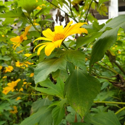 🌴🇵🇷 Borinquen 🇵🇷🌴 DODDAIAH . E ಬೆಂಗಳೂರು post image