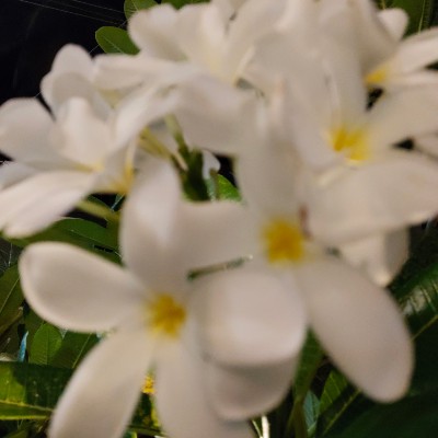 健康一萬步 DODDAIAH . E ಬೆಂಗಳೂರು post image