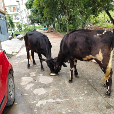 🌴🇵🇷 Borinquen 🇵🇷🌴 DODDAIAH . E ಬೆಂಗಳೂರು post image