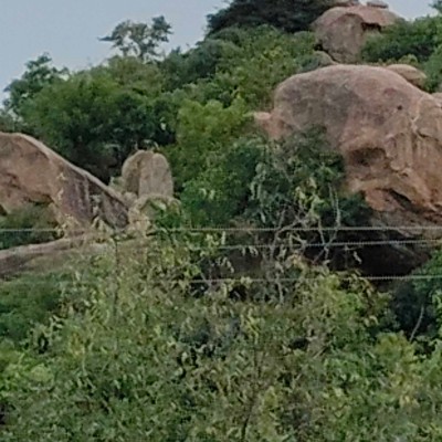 NATURE DODDAIAH . E ಬೆಂಗಳೂರು post image