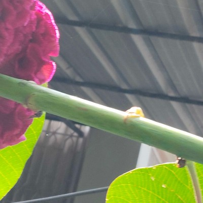 un pas devant l’autre DODDAIAH . E ಬೆಂಗಳೂರು post image