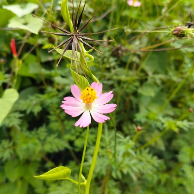 🌴🇵🇷 Borinquen 🇵🇷🌴 DODDAIAH . E ಬೆಂಗಳೂರು post image