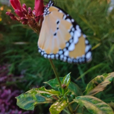 健康一萬步 DODDAIAH . E ಬೆಂಗಳೂರು post image