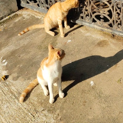 🇹🇼🇹🇼🇹🇼台灣墾丁萬步自由成💯💯💯 DODDAIAH . E ಬೆಂಗಳೂರು post image