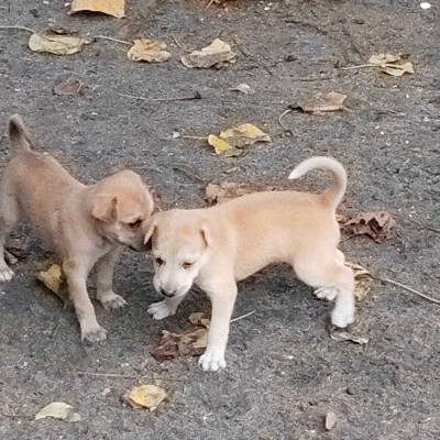 🧚‍♀️/ 🦊 /🐺/👸/😸/👩‍🌾 DODDAIAH . E ಬೆಂಗಳೂರು post image