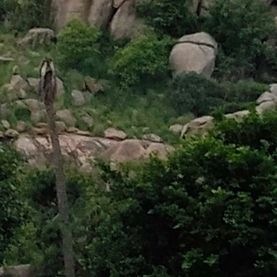 NATURE DODDAIAH . E ಬೆಂಗಳೂರು post image