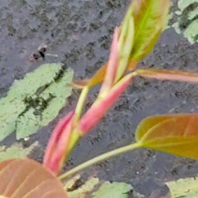 PASOS PASOS PARA ESTAR EN FORMA DODDAIAH . E ಬೆಂಗಳೂರು post image