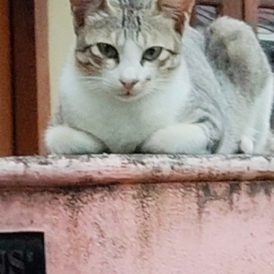 Bavarian City Walkers DODDAIAH . E ಬೆಂಗಳೂರು post image