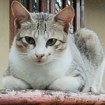 Bavarian City Walkers DODDAIAH . E ಬೆಂಗಳೂರು post image