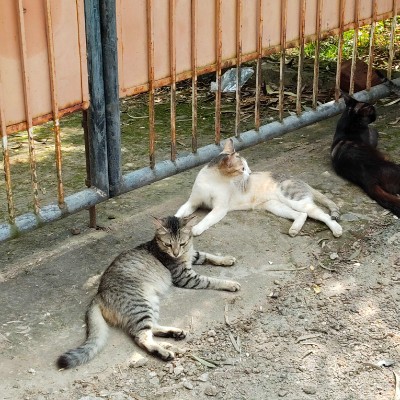 Street Runner DODDAIAH . E ಬೆಂಗಳೂರು post image