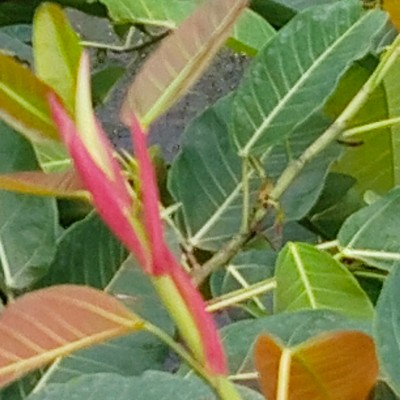 PASOS PASOS PARA ESTAR EN FORMA DODDAIAH . E ಬೆಂಗಳೂರು post image