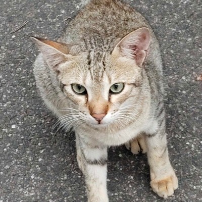 Street Runner DODDAIAH . E ಬೆಂಗಳೂರು post image