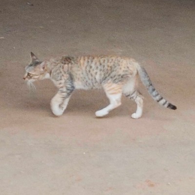 Cat Lovers DODDAIAH . E ಬೆಂಗಳೂರು post image