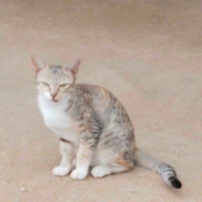 Cat Lovers DODDAIAH . E ಬೆಂಗಳೂರು post image