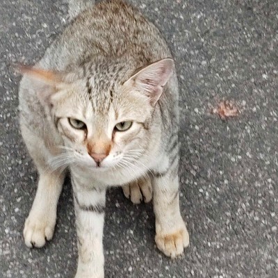 Street Runner DODDAIAH . E ಬೆಂಗಳೂರು post image