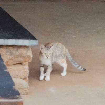 Cat Lovers DODDAIAH . E ಬೆಂಗಳೂರು post image