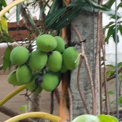 Bella Pacers DODDAIAH . E ಬೆಂಗಳೂರು post image