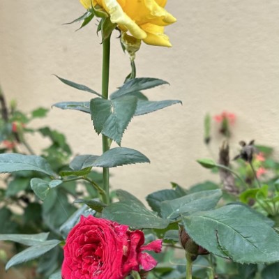 East Coast Beach Walkers ACCET DODDAIAH . E ಬೆಂಗಳೂರು post image