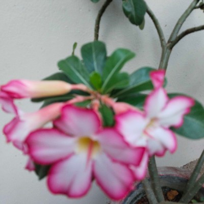 🇹🇼🇹🇼🇹🇼台灣墾丁萬步自由成💯💯💯 DODDAIAH . E ಬೆಂಗಳೂರು post image