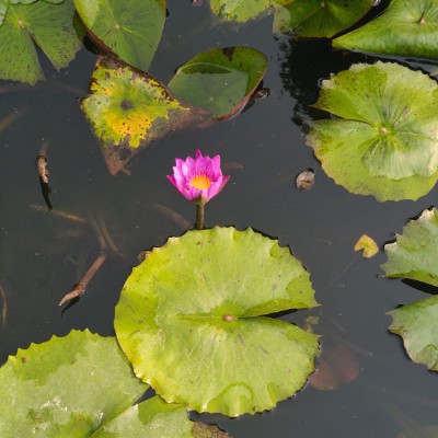 Walking Buddies 😘💫💫👣🎵 DODDAIAH . E ಬೆಂಗಳೂರು post image